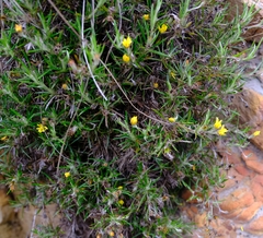 Cullumia aculeata sublanata