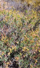 Ruschia multiflora