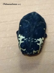 Gymnetis pedroreyesi