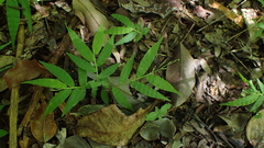 Cyphochlaena madagascariensis image