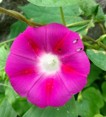 Ipomoea purpurea
