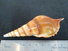 Tibia