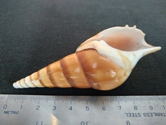 Tibia