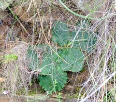 Lichtensteinia latifolia