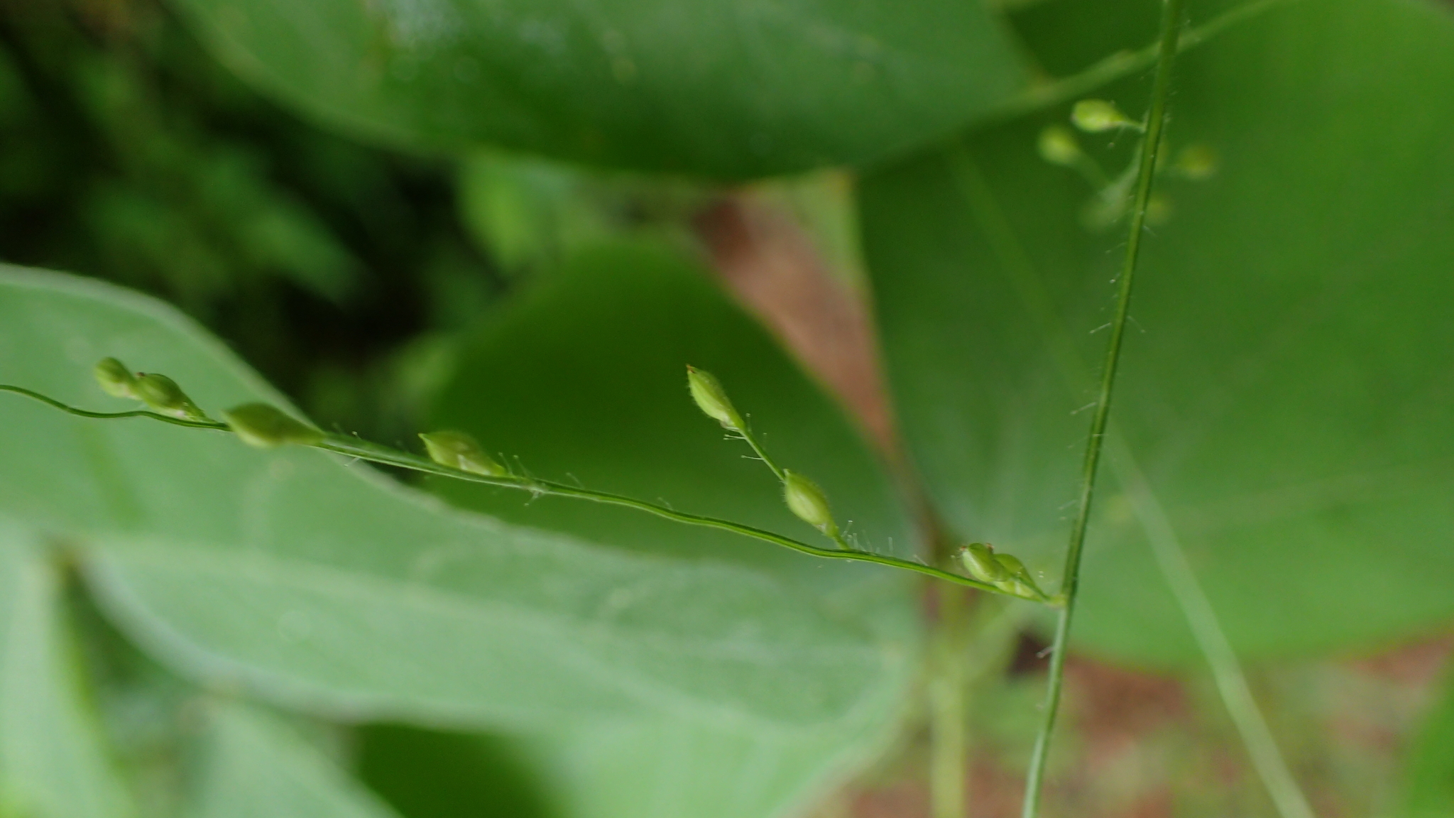 (c) bat (Maria Vorontsova), aucun droit réservé (CC0) https://www.inaturalist.org/observations/65642125