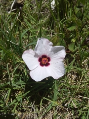 Pavonia glechomoides