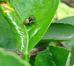 Salticidae