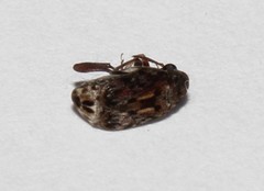 Pseudopachymerina spinipes