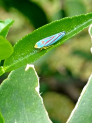 Graphocephala idonea