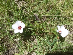 Pavonia glechomoides