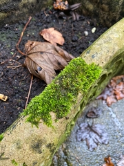 Rhynchostegium murale