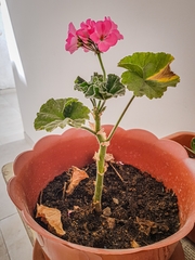 Pelargonium