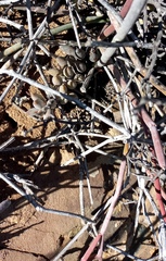 Adromischus filicaulis