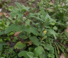 Cistus creticus eriocephalus