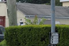 Ailanthus