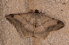 Psamatodes trientata