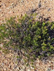 Pteronia flexicaulis