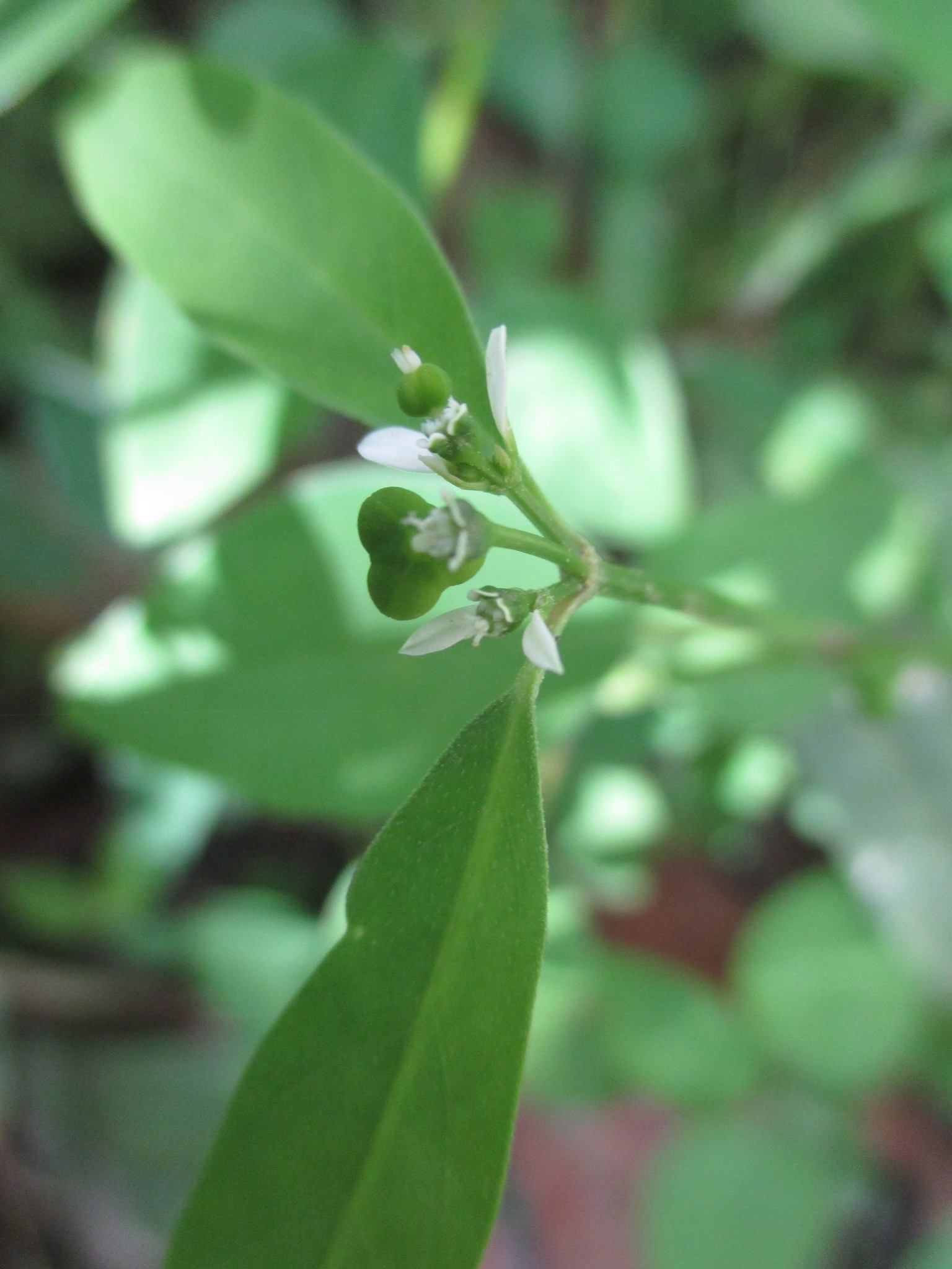 Euphorbia graminea image