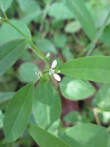 Euphorbia graminea image