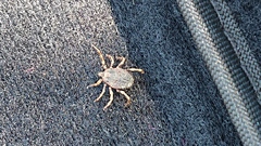 Hyalomma