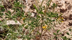 Coronilla minima