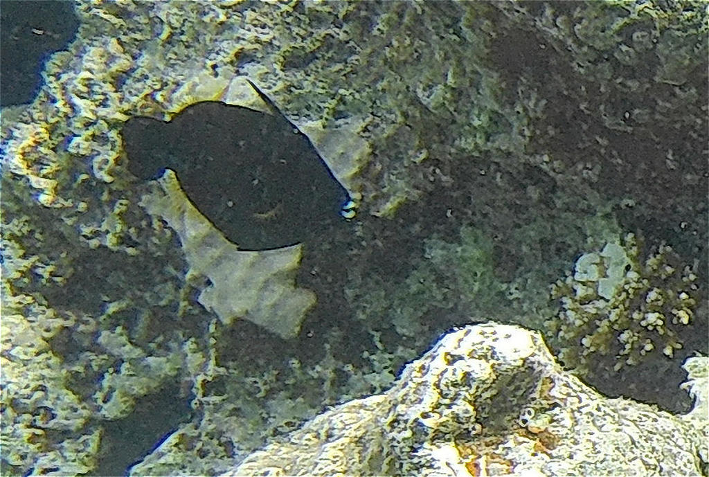Broom filefish