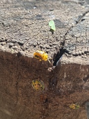 Eurypepla brevilineata