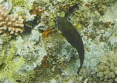 Calotomus viridescens