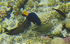 Calotomus viridescens