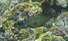 Calotomus viridescens