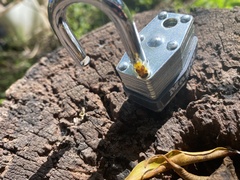 Eurypepla brevilineata