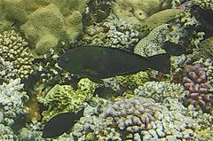 Calotomus viridescens