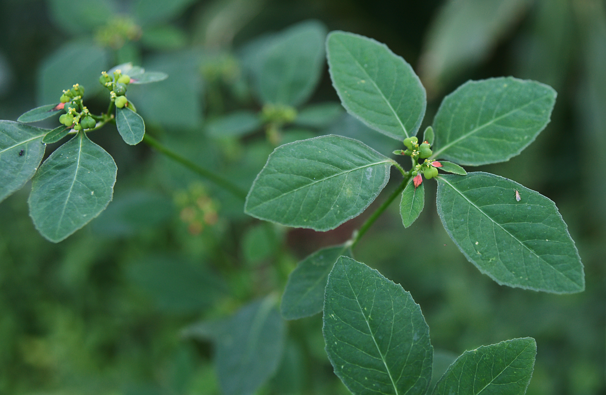 Euphorbia heterophylla image