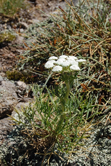 Seseli rigidum