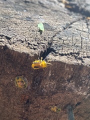 Eurypepla brevilineata