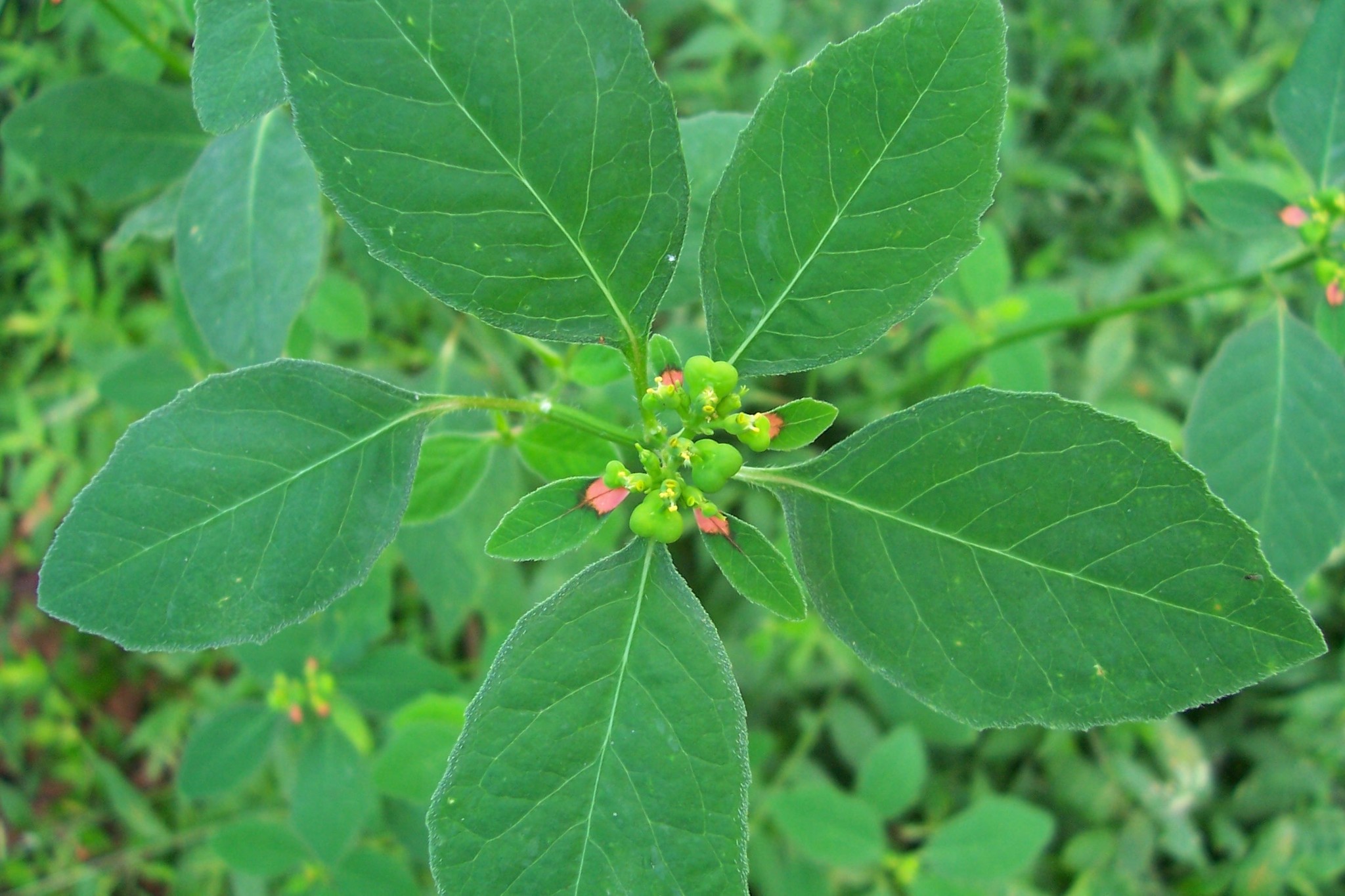Euphorbia heterophylla image