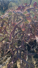 Cylindropuntia thurberi versicolor