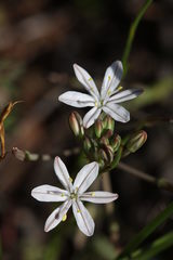 Trachyandra chlamydophylla
