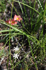 Trachyandra chlamydophylla