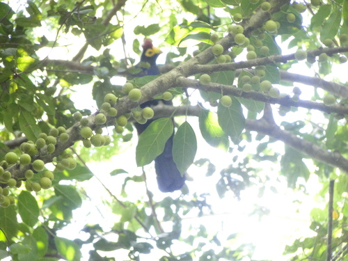 Ross's Turaco