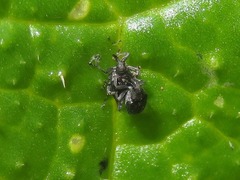 Ceutorhynchus contractus