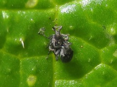 Ceutorhynchus contractus