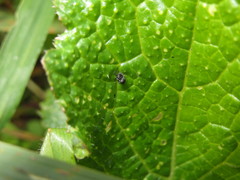 Ceutorhynchus contractus