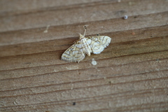 Pseudopyrausta santatalis