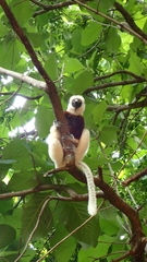 Propithecus coquereli