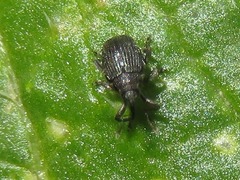 Ceutorhynchus contractus