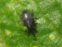 Ceutorhynchus contractus