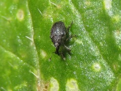 Ceutorhynchus contractus