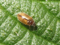 Contacyphon laevipennis