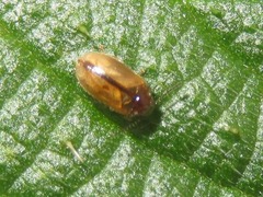 Contacyphon laevipennis